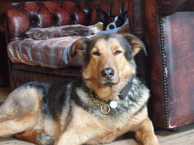 GSD x Boseron