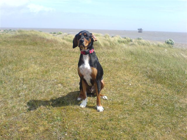coon hound