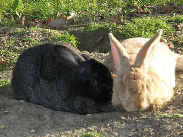 Rabbit